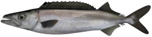 gemfish